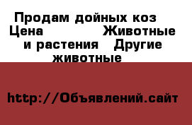Продам дойных коз  › Цена ­ 3 000 -  Животные и растения » Другие животные   